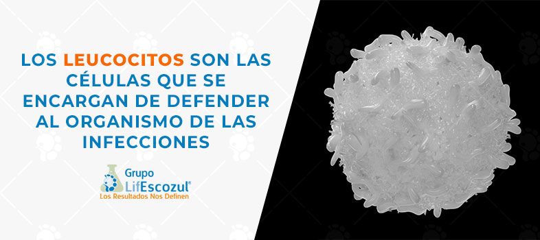 que es la leucemia