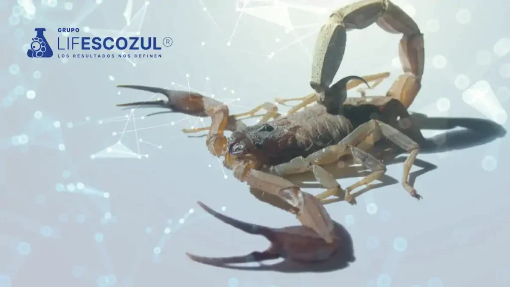 Qué pasa si me pica un Escorpión Azul
